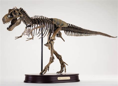 replica dinosaur skeleton|dinosaur skeleton model large.